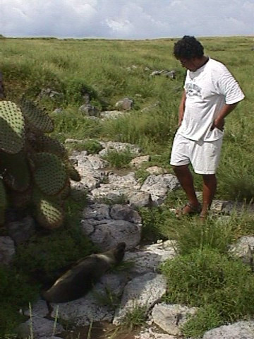 Alphonso Looks At Dying Sea Lion